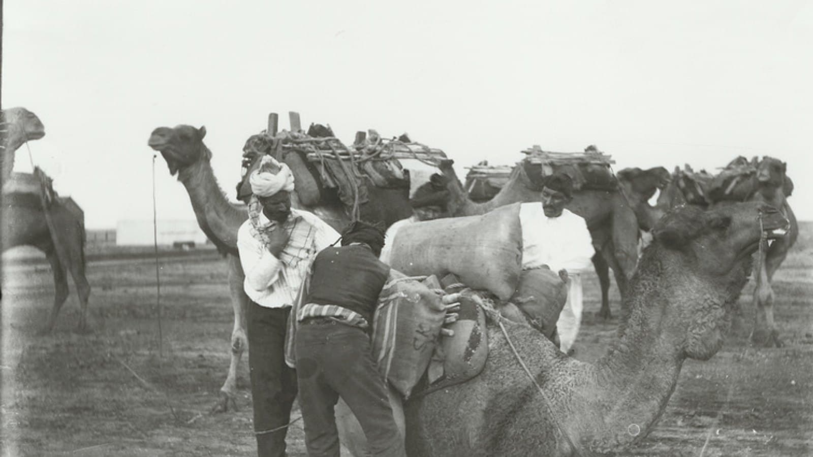 From the camel trains to the classroom: how Indians came to Australia