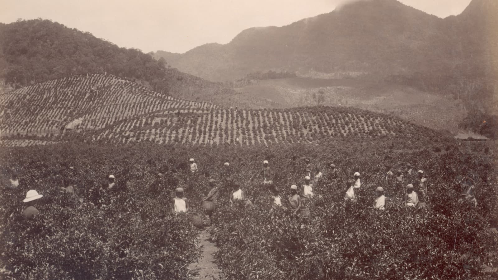 The Hill Country Tamils: two centuries on Sri Lanka's tea, and a citizenship that came late